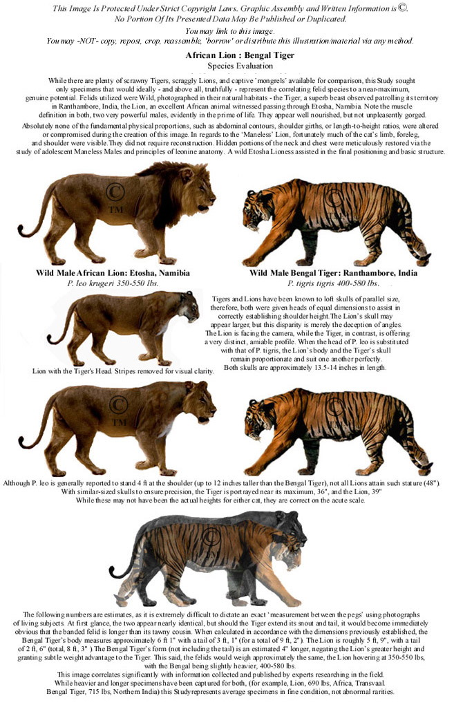 Is it true that male African lions and male Bengal tigers have the