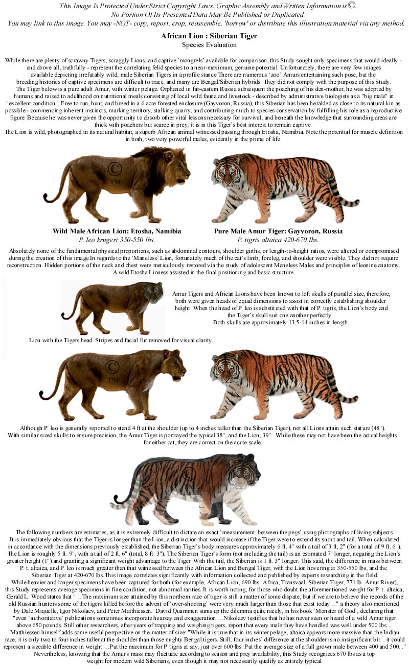Sizes of Lions and Tigers of different regional populations and